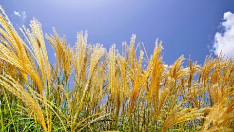 Golden Grains Under Clear Blue Skies wallpaper
