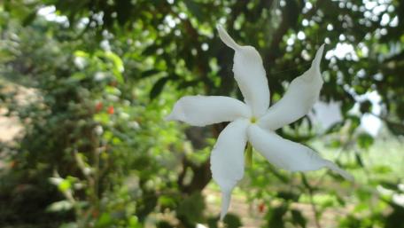 White flower wallpaper