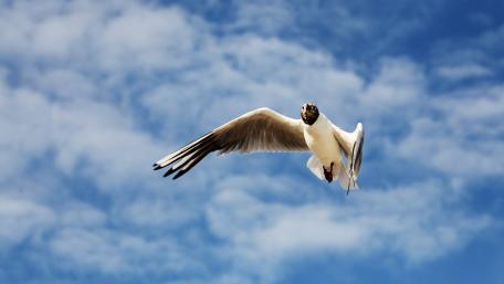 Graceful Seagull Soaring Through the Sky wallpaper