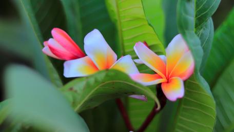 Frangipani wallpaper