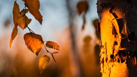 Golden Autumn Leaves Under Soft Sunset Light wallpaper
