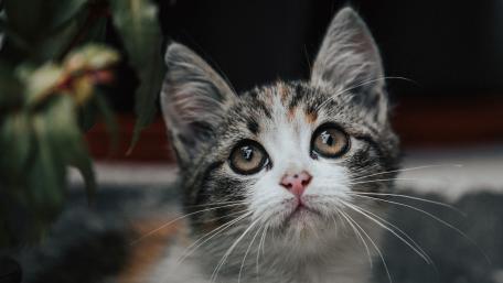 Curious Cat in Soft Light wallpaper