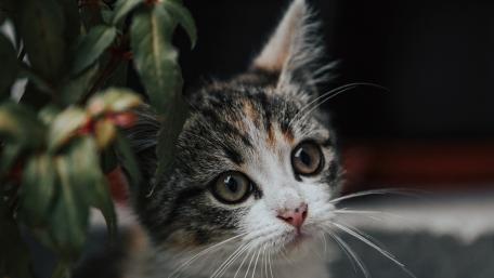 Curious Cat Amongst Leaves wallpaper