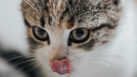 Playful Cat Showing Off Its Tongue wallpaper