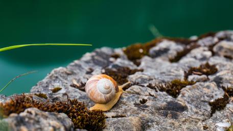 Snail on Rocky Surface in Stunning Detail wallpaper