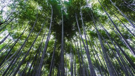 Majestic Bamboo Forest View wallpaper