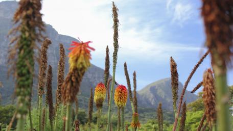 Vibrant Wildflower Landscape in Nature's Embrace wallpaper