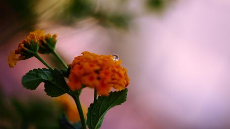 Blurry Blossoms with a Glimmering Drop wallpaper