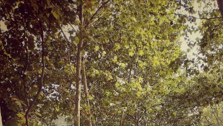 Lush Greenery Embracing Serenity wallpaper