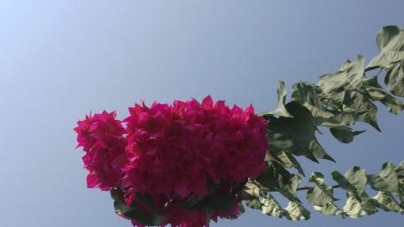 Pink flower wallpaper