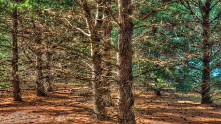 Serene Pine Forest in 4K Quality wallpaper