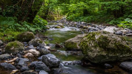 serene riverbed in lush forest greenery wallpaper