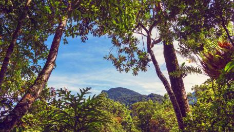 Tropical Forest View Through Lush Trees wallpaper