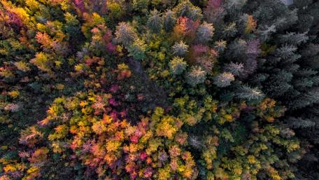Vibrant Autumn Forest from Above wallpaper