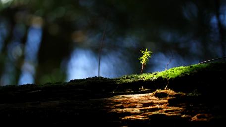 Vibrant Life Emerges from Nature's Embrace wallpaper