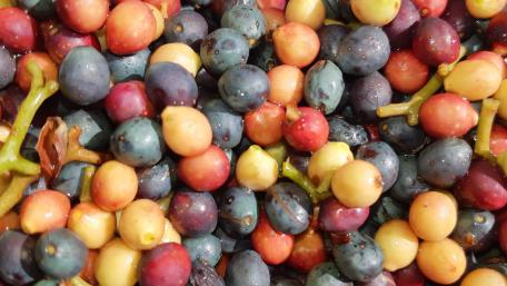 Vibrant Assortment of Colorful Fruits wallpaper