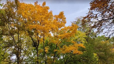 Autumn Serenity in Tata Hungary wallpaper