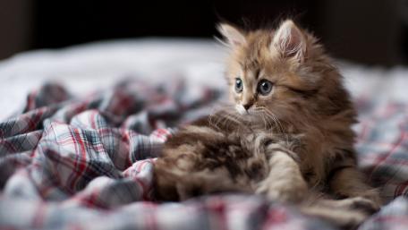 Fluffy Kitten on Cozy Blanket wallpaper