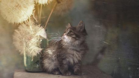 Whimsical Cat Among Dandelions wallpaper
