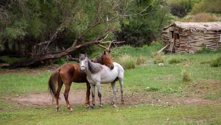 Majestic Horses in a Serene Farm Setting wallpaper