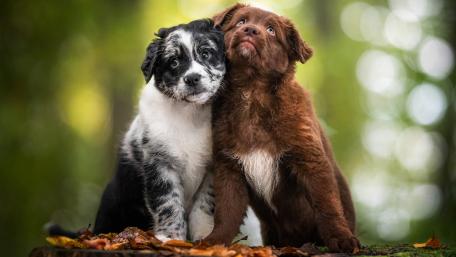 Adorable Border Collie Puppies Together wallpaper