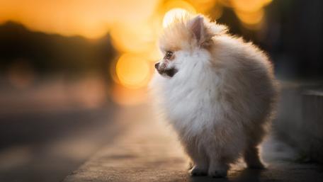 Pomeranian wallpaper