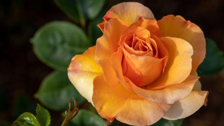Vibrant Orange Rose Blooms Brightly in Nature's Canvas wallpaper