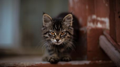 Mystical Feline Staring Into the Soul wallpaper