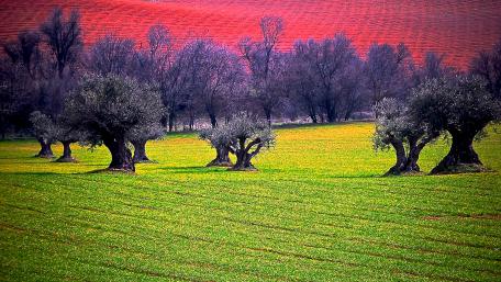 Vibrant Spring Landscape with Olive Trees wallpaper