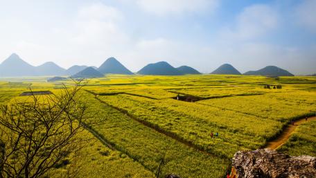 Luoping Rape Flower Main Exhibition Field wallpaper
