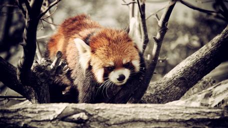 Red panda wallpaper