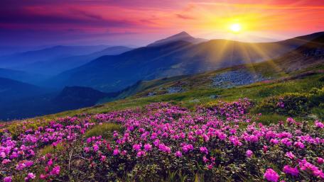 Spring Sunrise over Mountain Wildflowers wallpaper