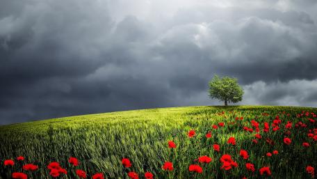 Summer storm wallpaper