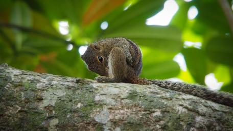 Cute Squirrel Resting in Nature's Embrace wallpaper