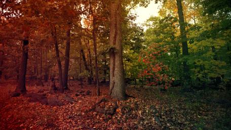 Semi fall forest wallpaper
