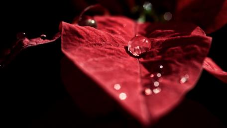 Vibrant Red Leaf with Water Drops Detail wallpaper