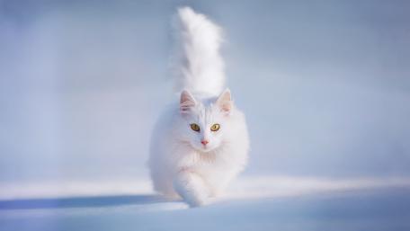 Ethereal White Persian Cat in Snowy Bliss wallpaper