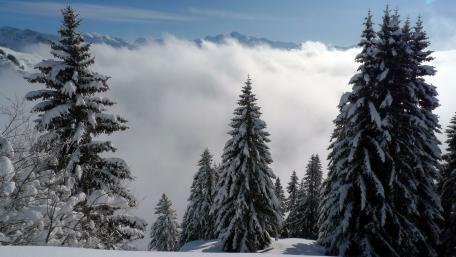 Frozen Serenity Amidst Snowy Pines wallpaper