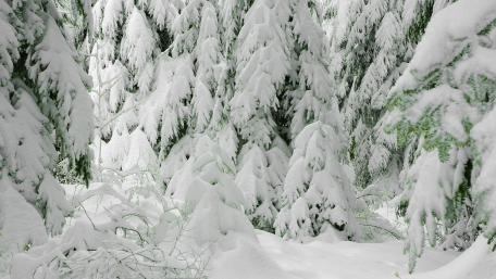Winter's Enchanted Snowy Forest wallpaper