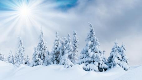 Winter Bliss in a Snowy Forest wallpaper