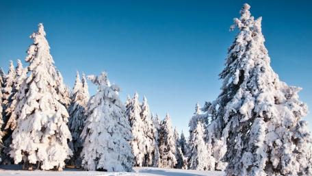 Snowy Serenity in a Winter Pine Forest wallpaper
