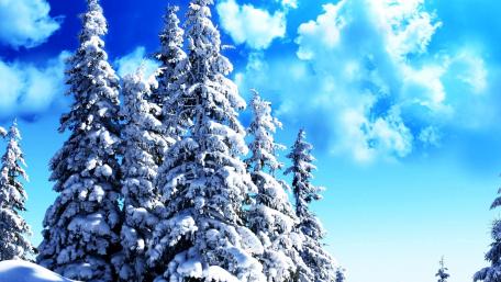 Winter Wonderland with Pine Trees and Blue Sky wallpaper