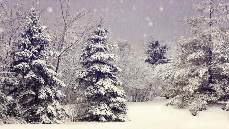 Snowfall in a forest wallpaper
