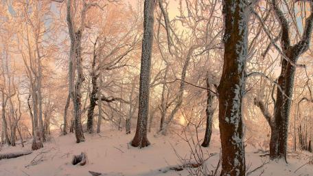 Winter Wonderland in a Snowy Forest wallpaper