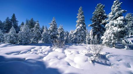 Winter Wonderland with Snowy Trees and Blue Sky wallpaper