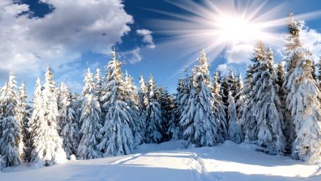 Winter Sunshine in a Snowy Forest wallpaper
