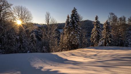 Winter Serenity in a Snowy Landscape wallpaper