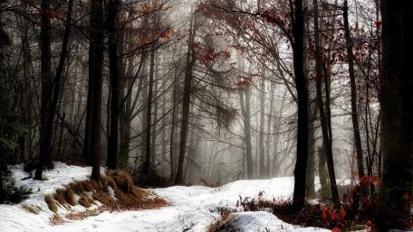Winter Forest Path wallpaper