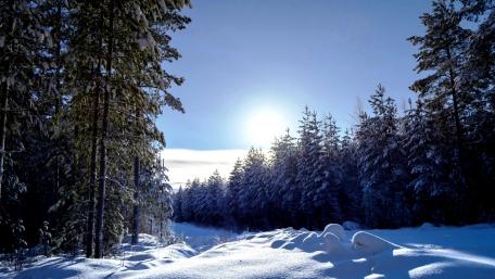 Winter Wonderland in a Snowy Forest Scene wallpaper