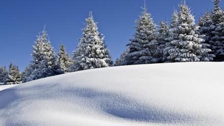 Winter Wonderland with Snowy Pines wallpaper